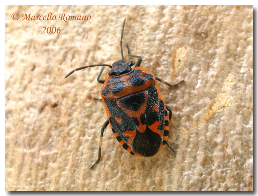 Dobbiamo stare vicini vicini (ovvero: inverno in compagnia)